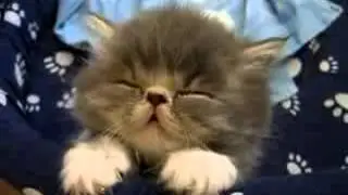 котенок