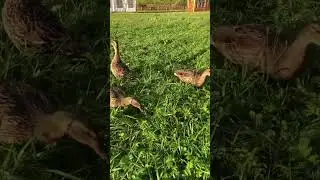 Утки 🦆 за обедом