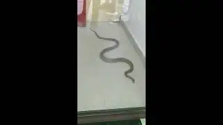 ATM CASH WITHDRAWAL BY A SNAKE । जब सांप पहुचा ATM से रुपये निकालने। ICICI ATM। 9 May 2020