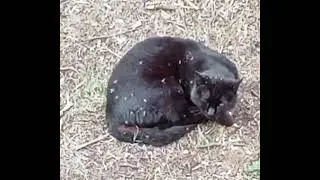 Кот лежит, на жалость давит.