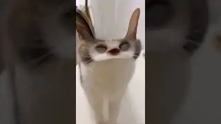 Cute cat on TikTok 