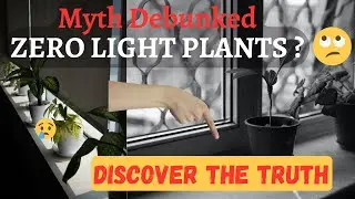Zero Light Plants : A Popular Houseplant Myth