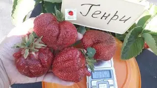 Strawberry variety Henry - exquisite luxury!