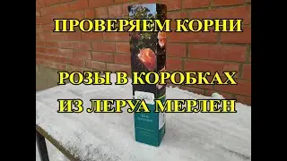 Проверяем корни саженцев роз из Леруа Мерлен
