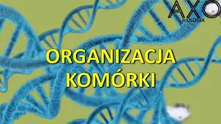 6. Organizacja komórki