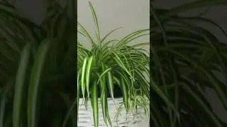 CHLOROPHYTUM'S CAPABILITIES ARE ONLY MANIFESTED IN GOOD LIGHT.