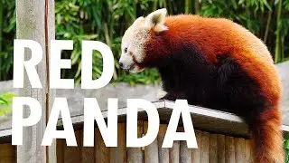 ZV-E10 Cinematic 4K Video & Slow-Motion - The Red Panda (Opel Zoo 2022)