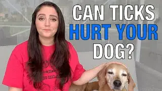 TICKS in Dogs - Remove Ticks Safely | Tick-Borne Disease & Possible SYMPTOMS