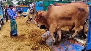 Qurbanir Goru Jokhon Hate Aste Suru kore • Shahiwal Bull Collection • Cow Lovers