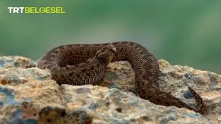 Engerekler 🐍