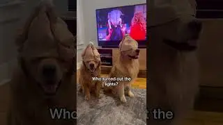 My dog wears a turkey hat #dog #dogvideoshorts