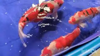 Newark showground koi show