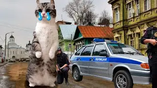 ПОЛИЦИЯ ПРИШЛА ЗА КОМАРУ