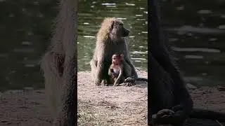 Babuinos en el Serengueti - Safaris a medida con GoThombi