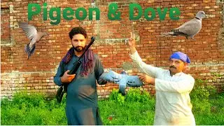 Pigeon & Dove Hunting with airgun|