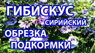 Гибискус сирийский. Особенности  обрезки. Подкормки и уход для обильного цветения