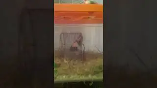 Животные