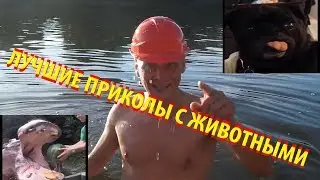 Приколы с животными/ИЮНЬ 2019
