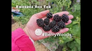 Ежевика сорт Лох Тей  в июне Цветение
