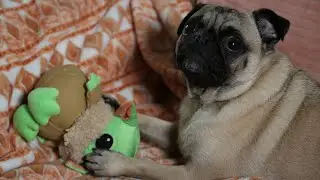 Counting Pug and a Snapped (human) vertebrae.