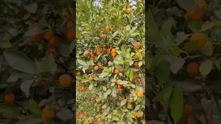 ଏହା କେଉଁ ଫଳ? #efarmingodisha #farming #shots