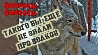 Такого вы еще не знали про волков или как волк мешает снимать передачу 