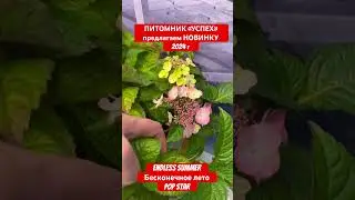 НОВИНКА БЕСКОНЕЧНОЕ ЛЕТО