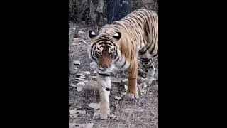 Tiger Walk