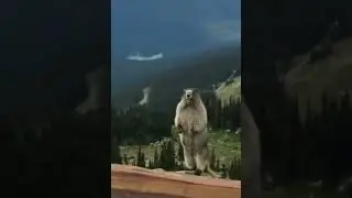 Что за...