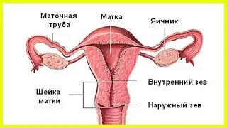 Шейка матки перед месячными, какая должна быть,...