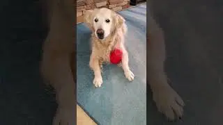 Old Dog Trying To Get Baby Carrot Slices Out of Kong Treat Dispensing Wobble Toy #goldenretriever