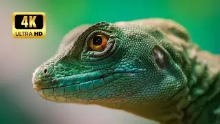 Wildlife Animals Ultra High Quality Clips Collection 4K | HK ALERTS
