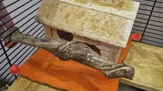 Обзор клетки для дегу. Драка дегу.