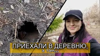 КТО ПОСЕЛИЛСЯ НА УЧАСТКЕ? Делаем Осмотр и планируем работы.
