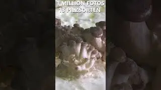 1 Million Fotos - Mein größtes Foto Projekt