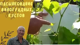 Пасынкование виноградных кустов.