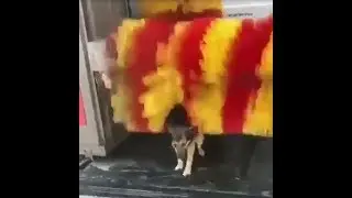 OTO YIKAMADA YIKANAN Köpek (KOMİK)