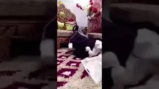 Цо дираг🤣🤣🤣