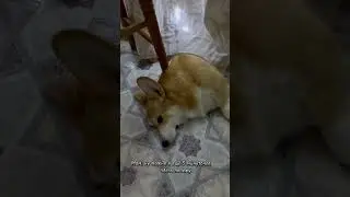 #корги #коргипемброк #коргищенок #corgi #corgipuppy #corgilove #corgilife #corgirussia #вельшкорги