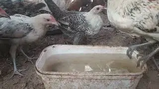 It's a beautiful day with the chickens.
