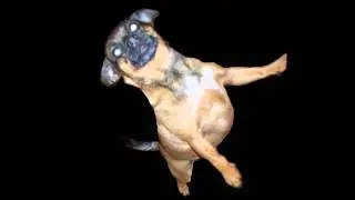 DOG DOG