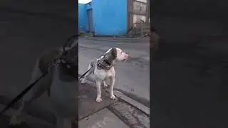 The best-looking American Bulldog