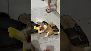 Corgi x Jack russell mix dog #shorts