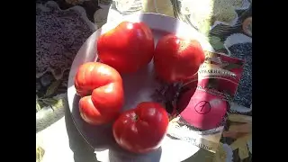 Томат сахарная Настасья! Дегустация