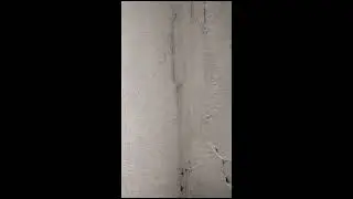Mould and damp at the Delamere Road house