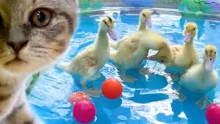 Утята в басейне напугали кота Макса