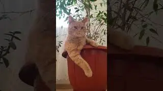 я вообще делаю что хочу😂 