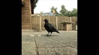 Осторожный Люцик и запасливый Рекс 😊 #crow #ворона #животные