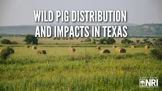 Wild Pig Distribution and Impacts in Texas