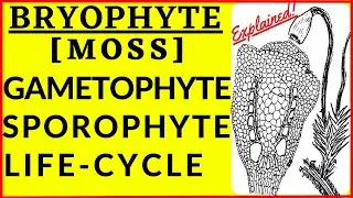 Bryophyte Life Cycle Alternation of Generation Gametophyte Sporophyte Moss Spore Dispersal Mechanism